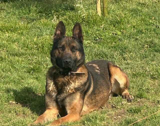 Seth  Du Bois De Belsoleil