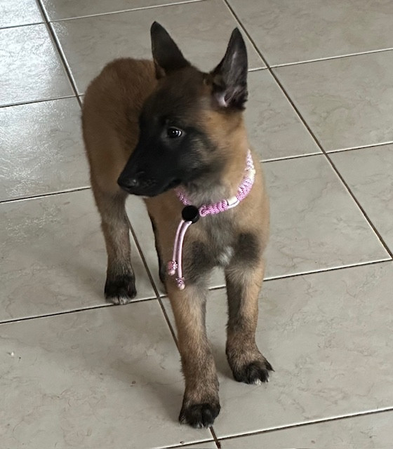 Awaï  De La Butte Des Crocs Blancs